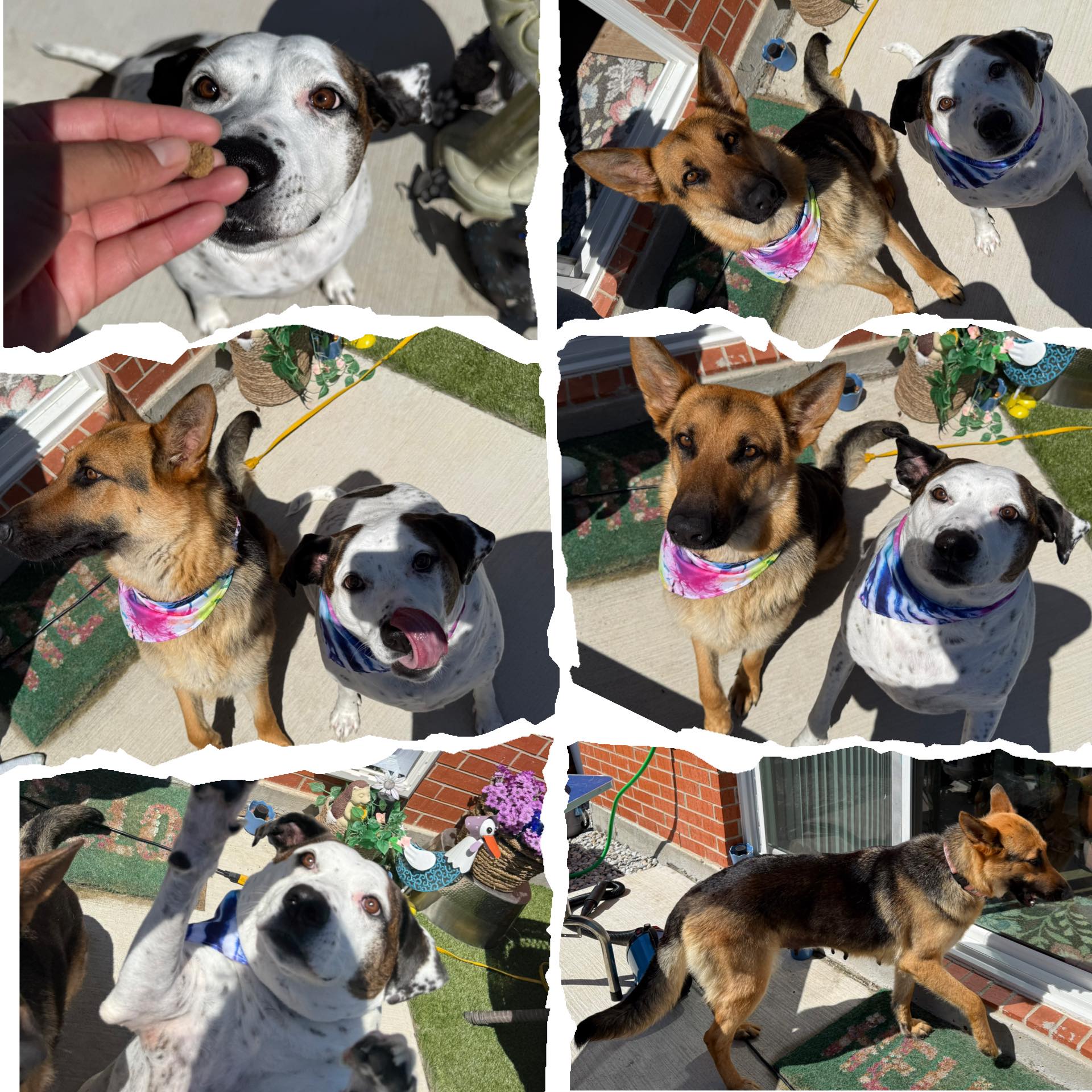 Happy dogs after grooming — collage