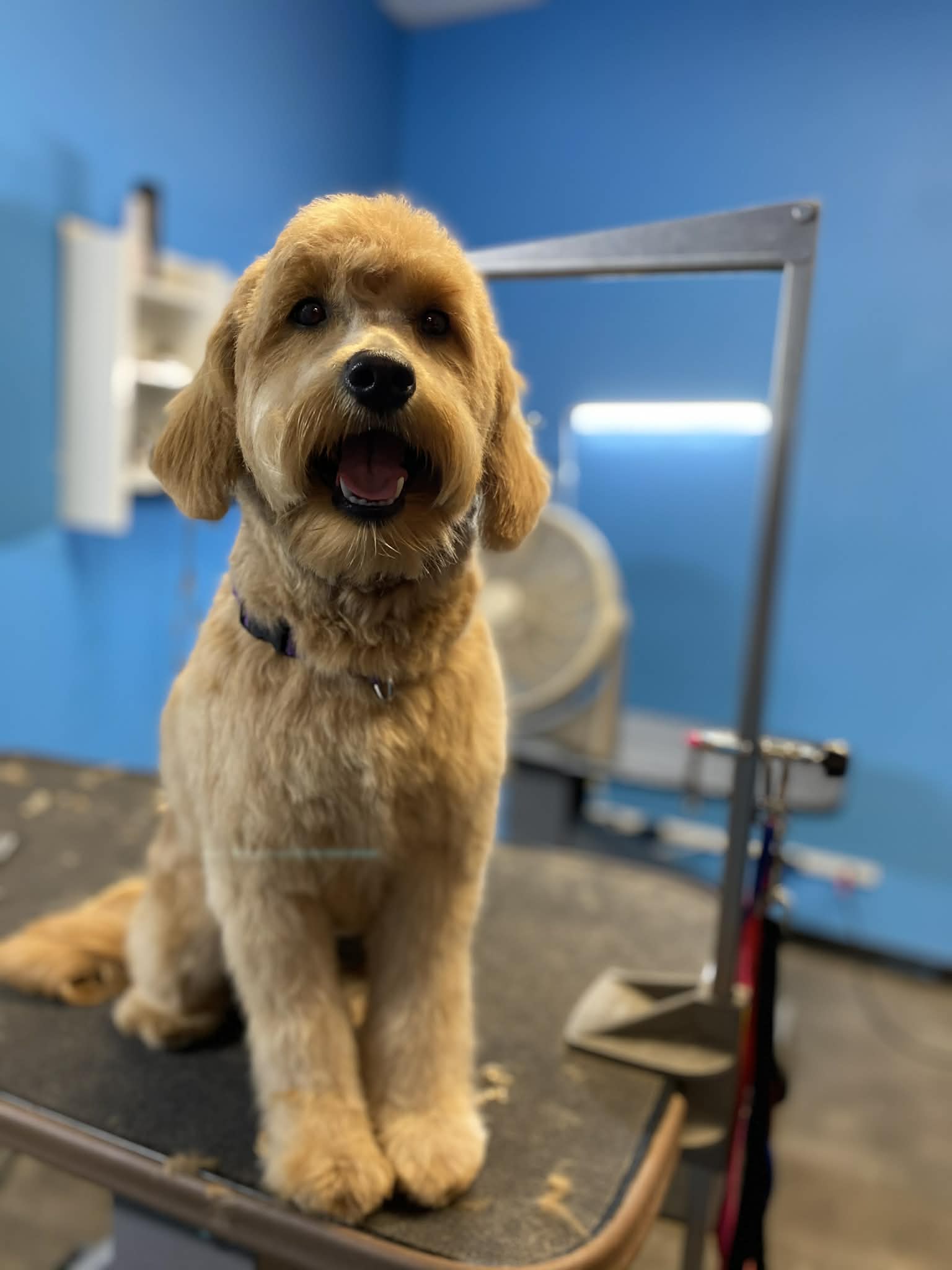 Freshly groomed Goldendoodle