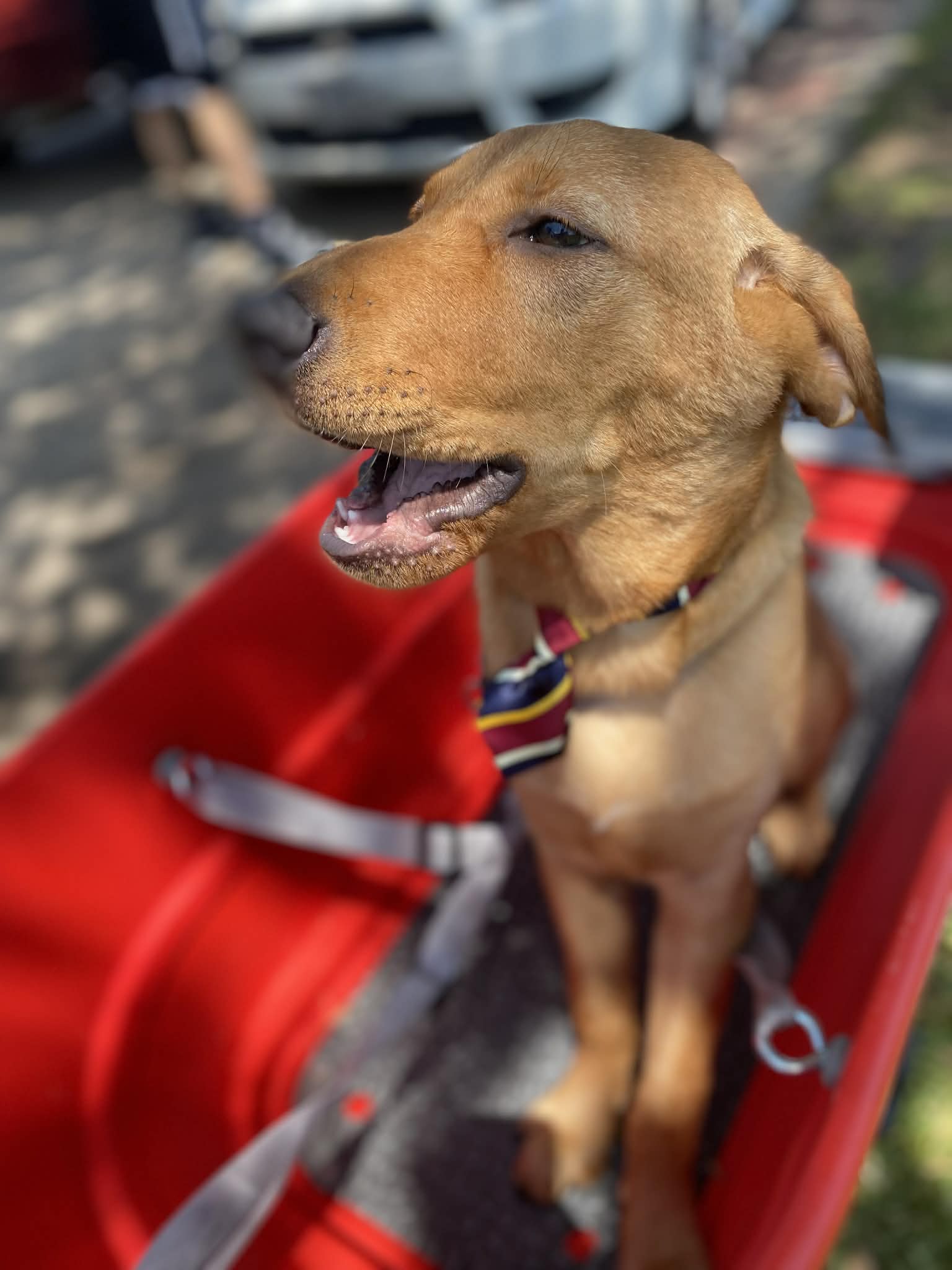 Happy pup in a red wagon