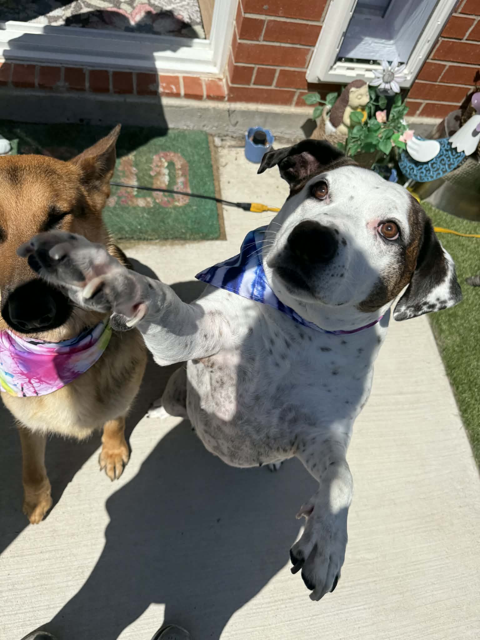 Two dogs with groovy tie-dye bandanas