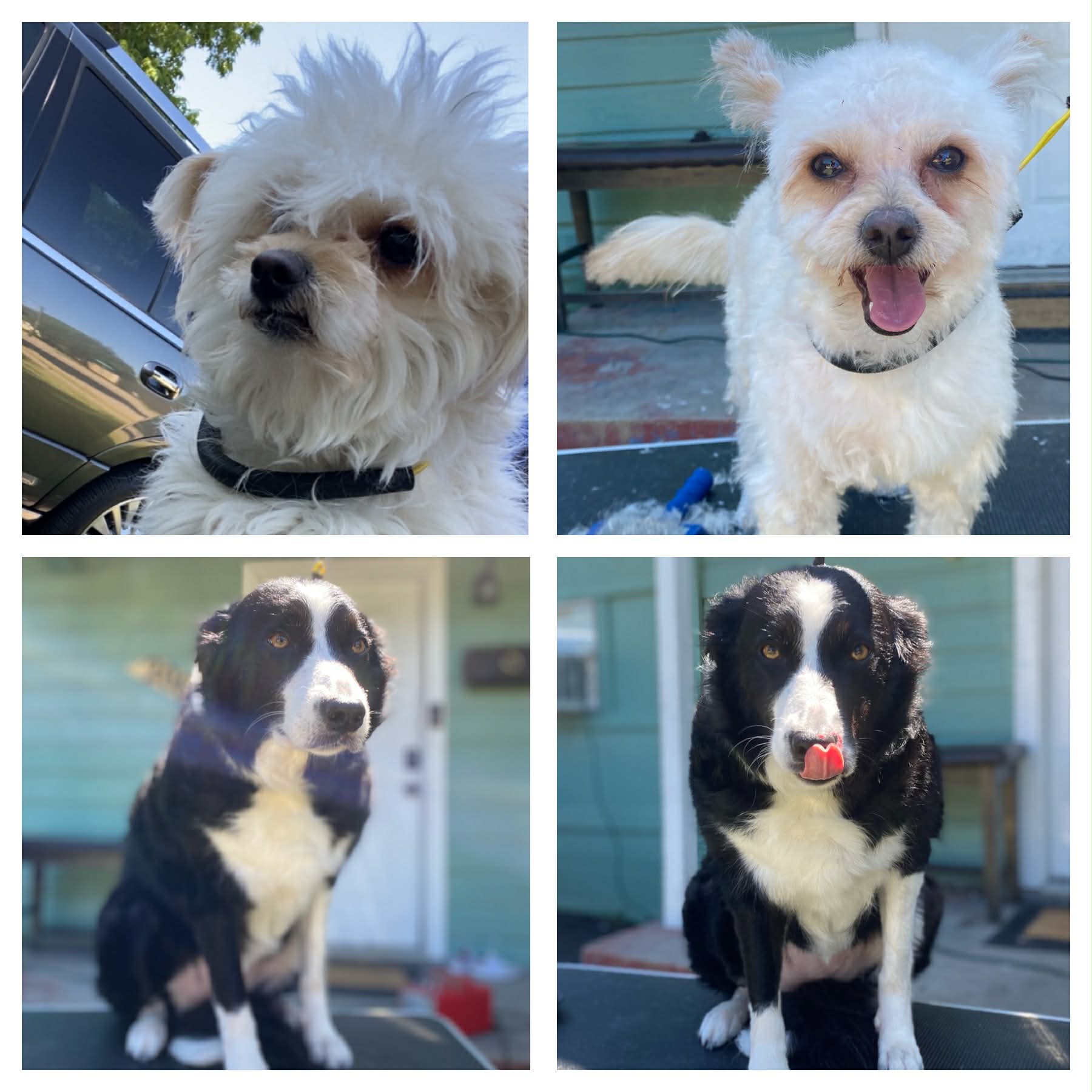 Before & after grooming collage