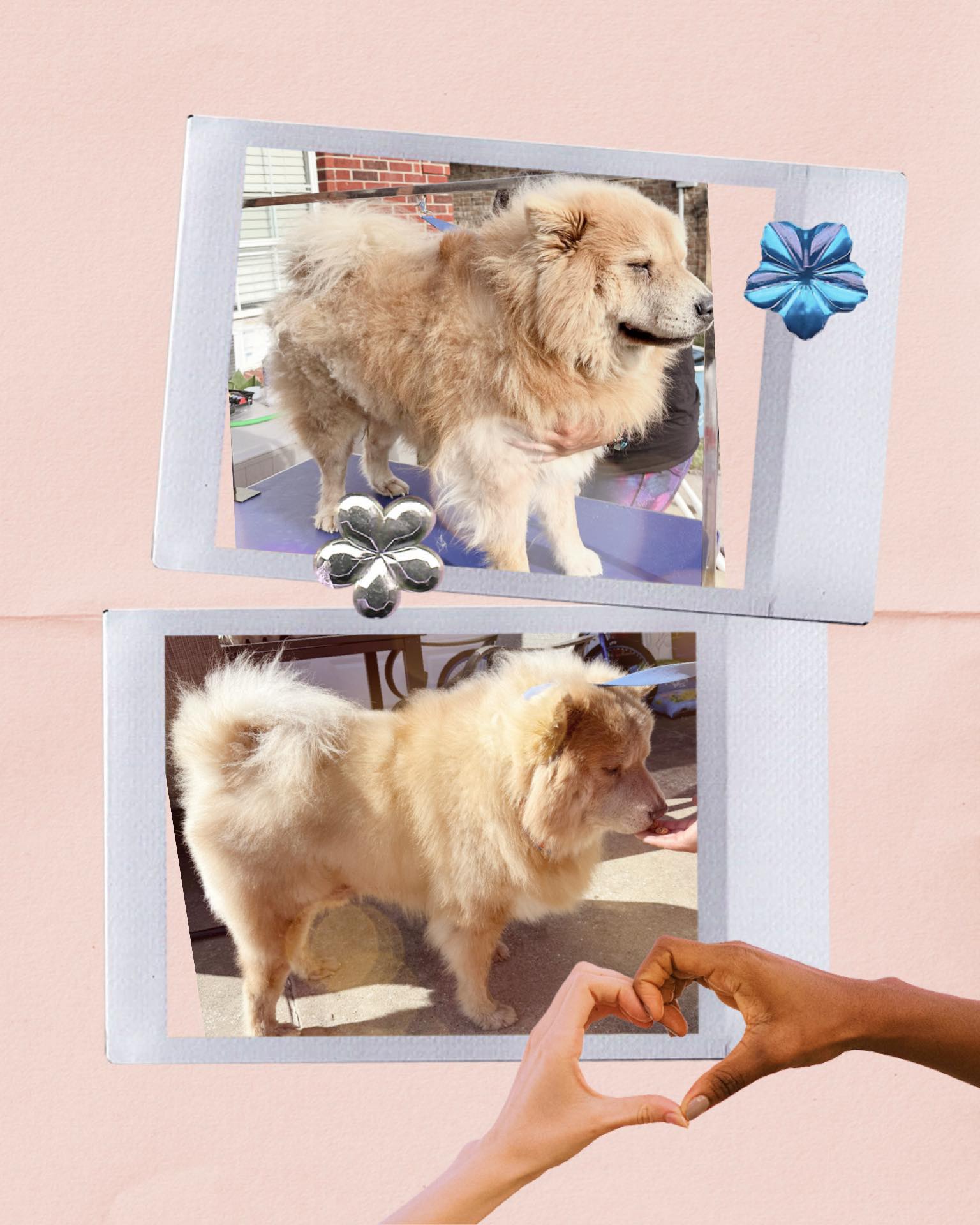 Elvis the fluffy white dog